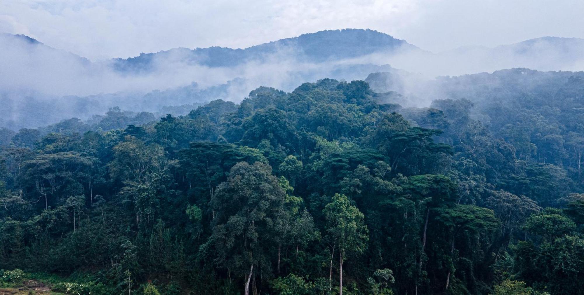 Gorilla Safari Lodge Rubuguli ภายนอก รูปภาพ