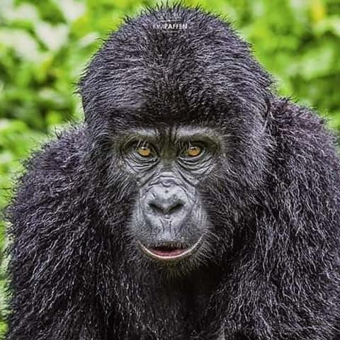 Gorilla Safari Lodge Rubuguli ภายนอก รูปภาพ