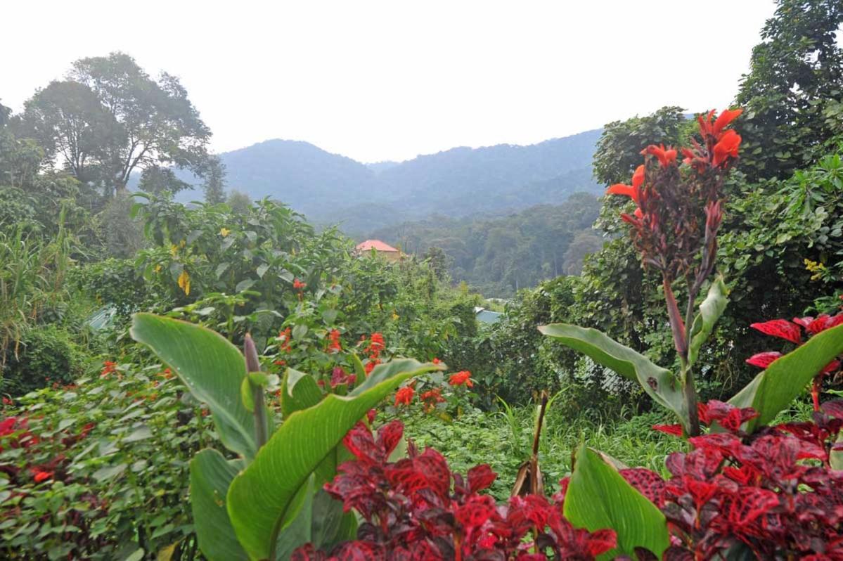 Gorilla Safari Lodge Rubuguli ภายนอก รูปภาพ